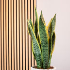 Plante serpent - Sansevieria trifasciata Laurentii - Hauteur env. 45 cm, diamètre du pot 14 cm