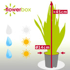 Plante serpent - Sansevieria trifasciata Laurentii - Hauteur env. 45 cm, diamètre du pot 14 cm