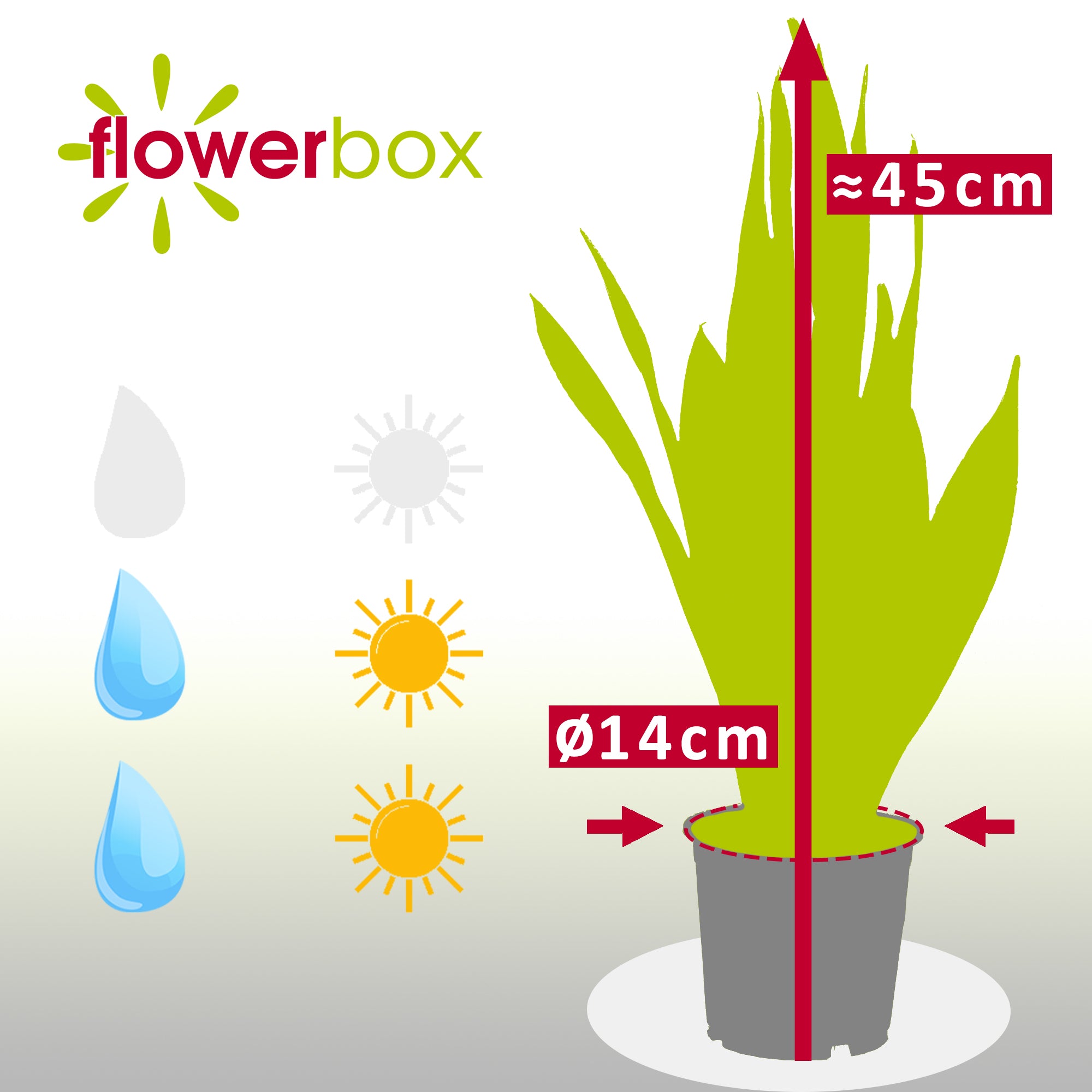 Snake plant - Sansevieria trifasciata Laurentii - Height approx. 45 cm, pot diameter 14 cm