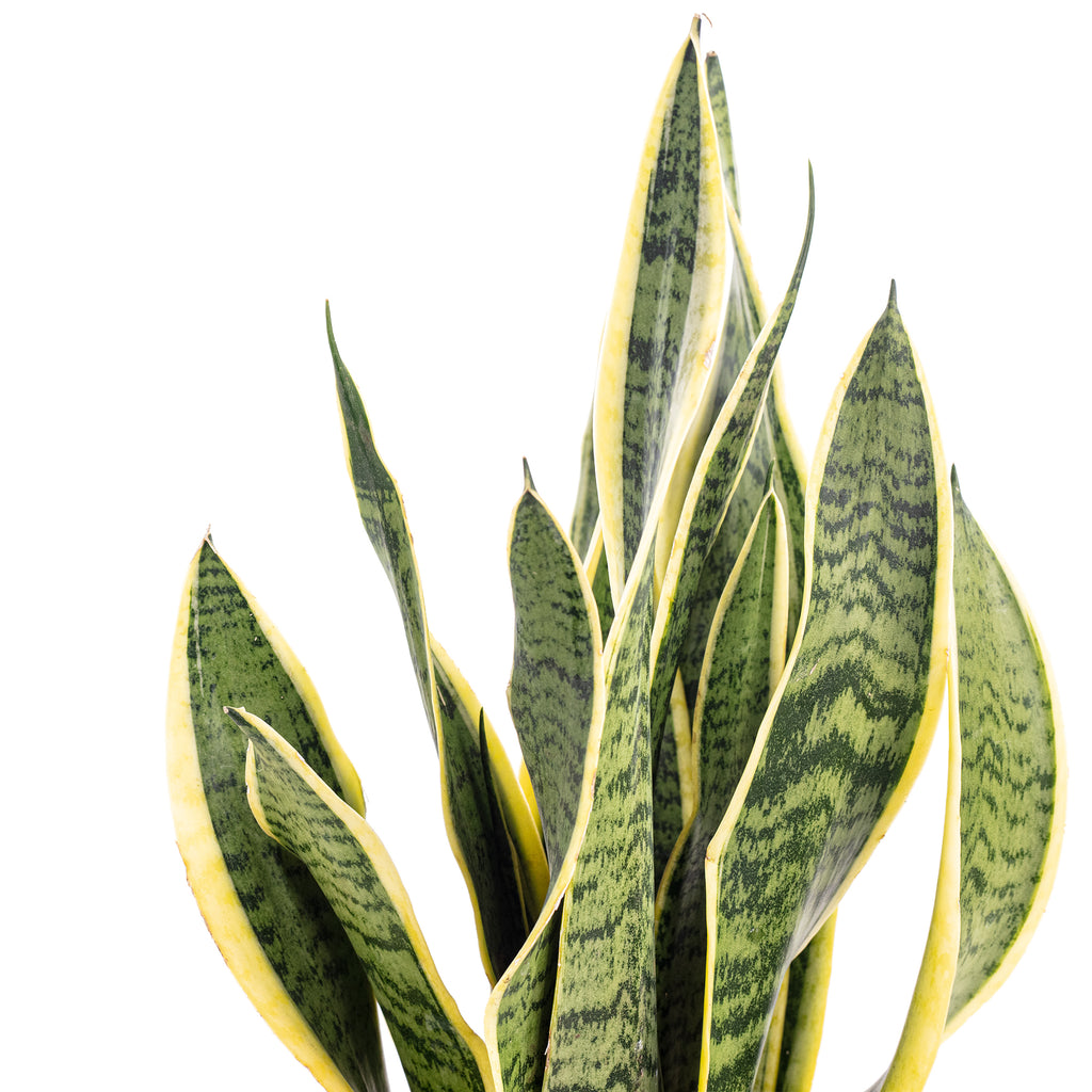 Plante serpent - Sansevieria trifasciata Laurentii - Hauteur env. 45 cm, diamètre du pot 14 cm