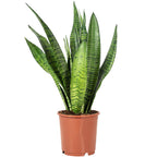 Sansevieria zeylanica - Hauteur env. 45 cm, diamètre du pot 14 cm