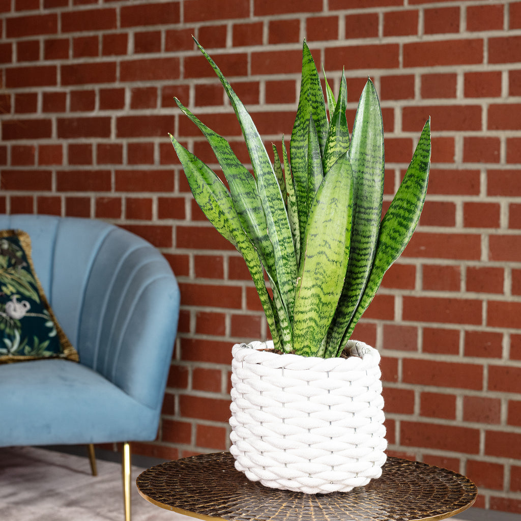 Sansevieria zeylanica - Hauteur env. 45 cm, diamètre du pot 14 cm