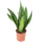 Sansevieria zeylanica - Hauteur env. 45 cm, diamètre du pot 14 cm