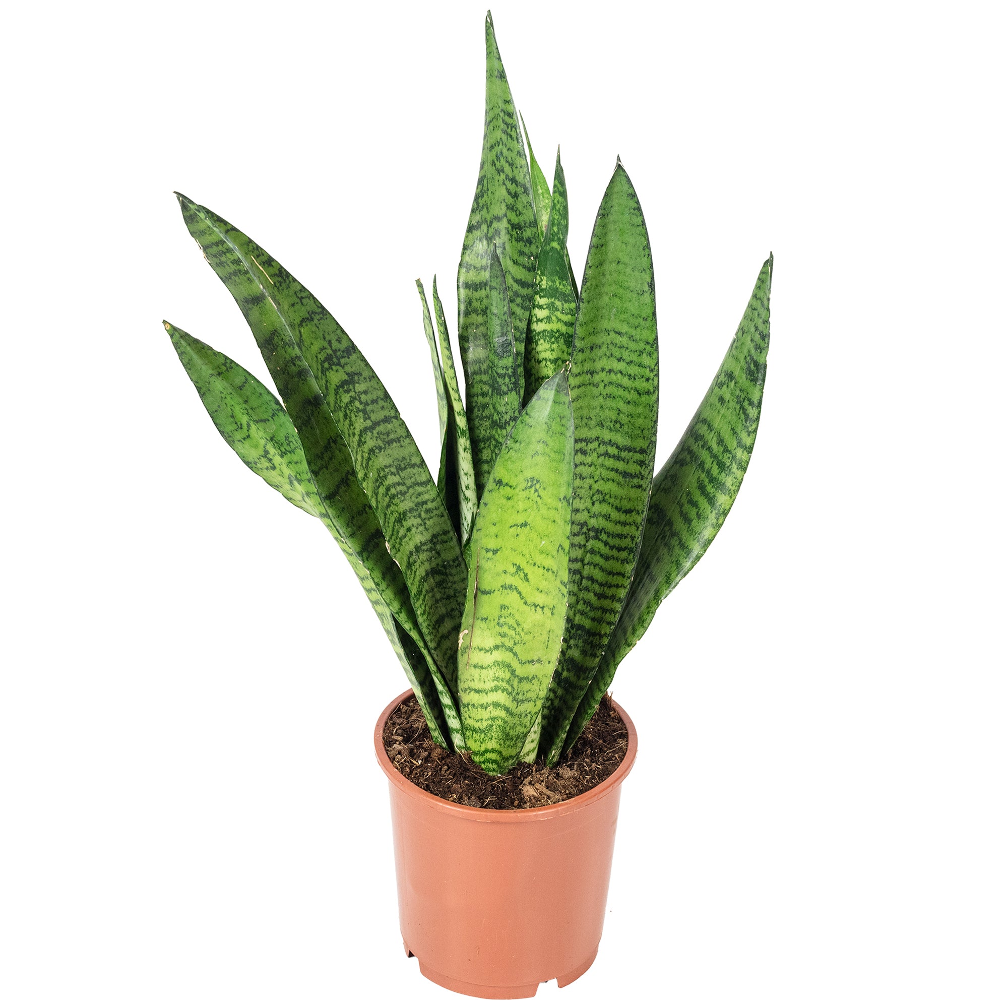 Sansevieria zeylanica - Hauteur env. 45 cm, diamètre du pot 14 cm