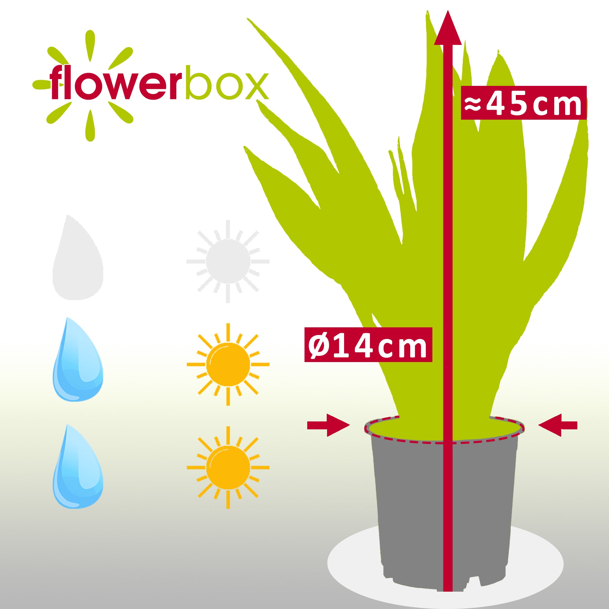 Bogenhanf - Sansevieria zeylanica - Höhe ca. 45 cm, Topf-Ø 14 cm