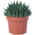 Aloès - Aloe aristata 'magic rocks' - Hauteur env. 20 cm, diamètre du pot 12 cm