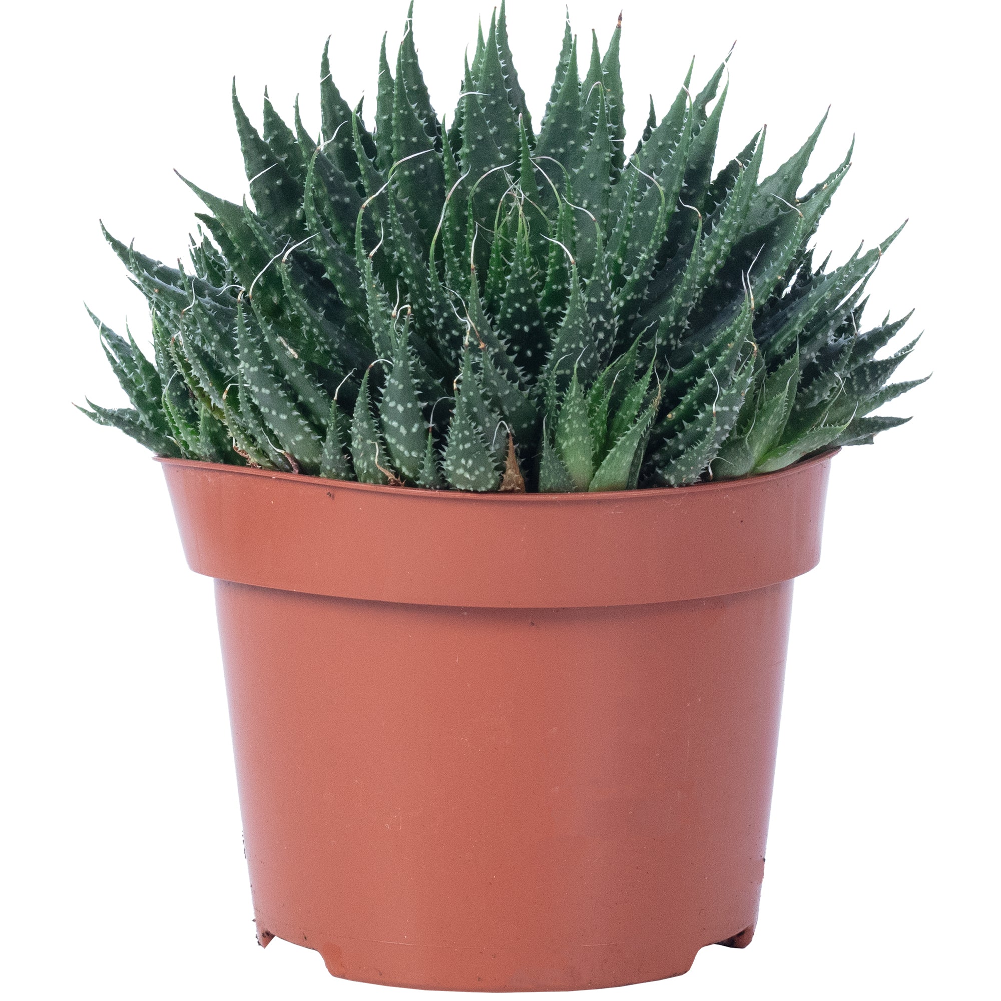 Aloe - Aloe aristata 'magic rocks' - Height approx. 20 cm, pot diameter 12 cm