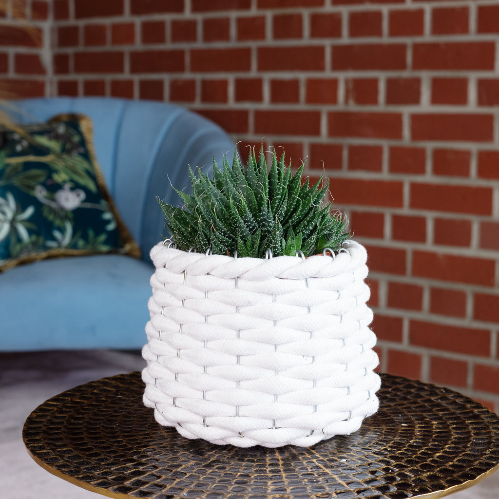 Aloès - Aloe aristata 'magic rocks' - Hauteur env. 20 cm, diamètre du pot 12 cm
