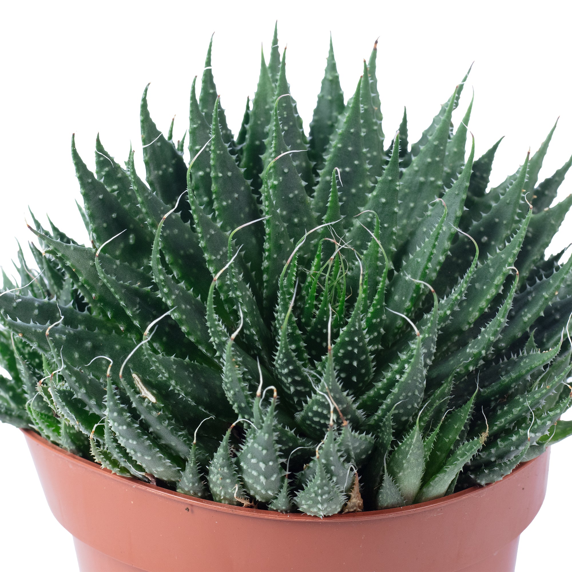 Aloe - Aloe aristata 'magic rocks' - Height approx. 20 cm, pot diameter 12 cm