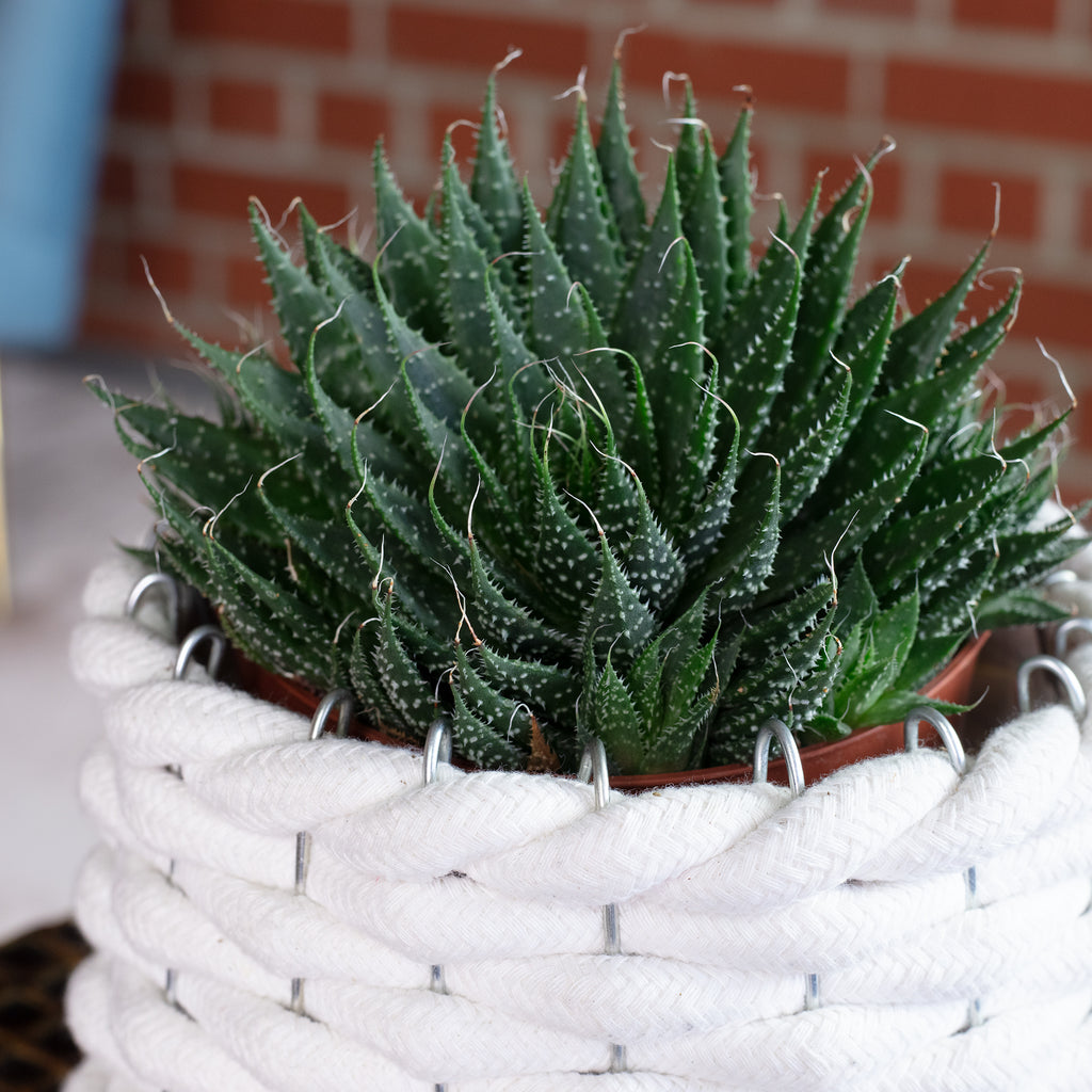 Aloès - Aloe aristata 'magic rocks' - Hauteur env. 20 cm, diamètre du pot 12 cm