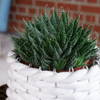Aloès - Aloe aristata 'magic rocks' - Hauteur env. 20 cm, diamètre du pot 12 cm