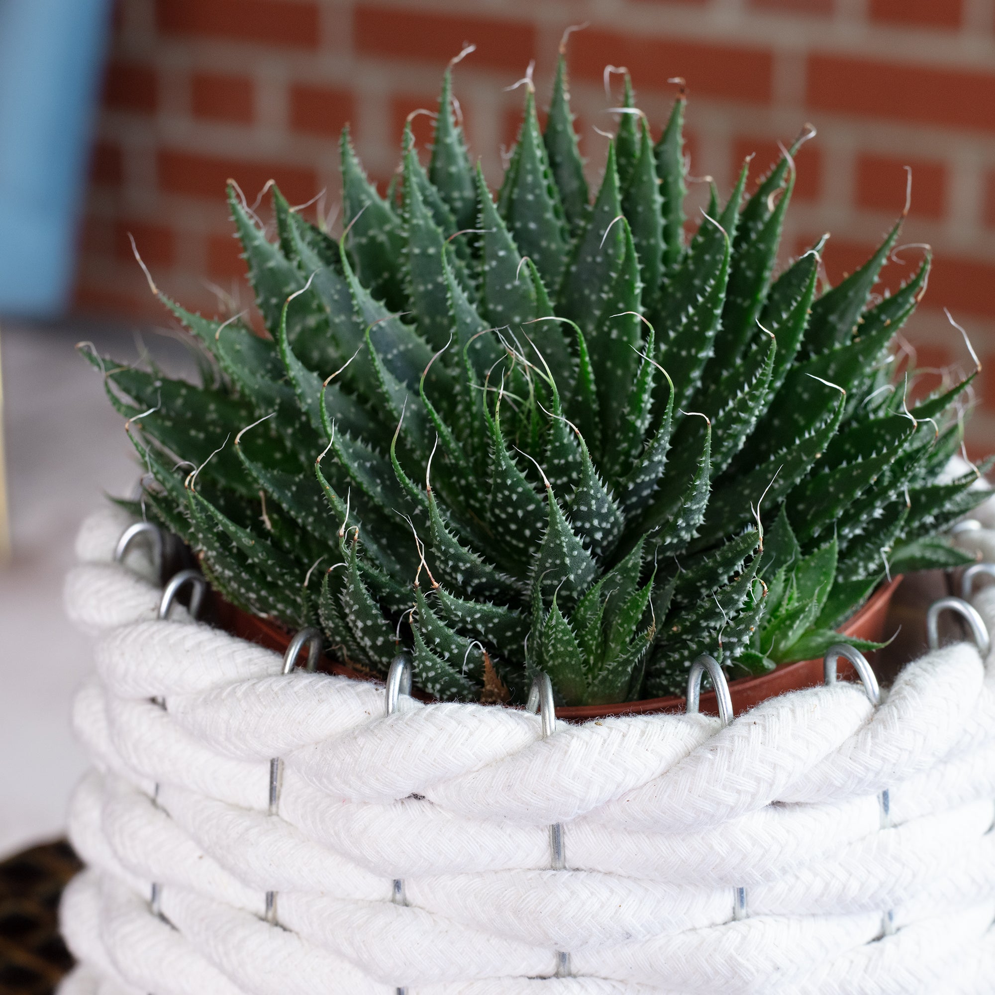 Aloe - Aloe aristata 'magic rocks' - Height approx. 20 cm, pot diameter 12 cm