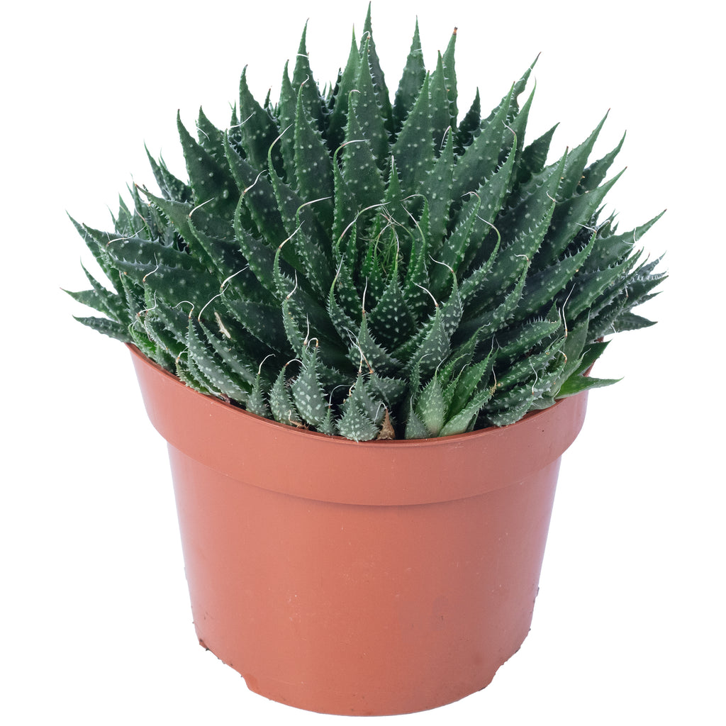 Aloès - Aloe aristata 'magic rocks' - Hauteur env. 20 cm, diamètre du pot 12 cm