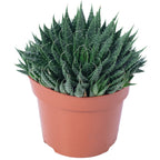 Aloès - Aloe aristata 'magic rocks' - Hauteur env. 20 cm, diamètre du pot 12 cm