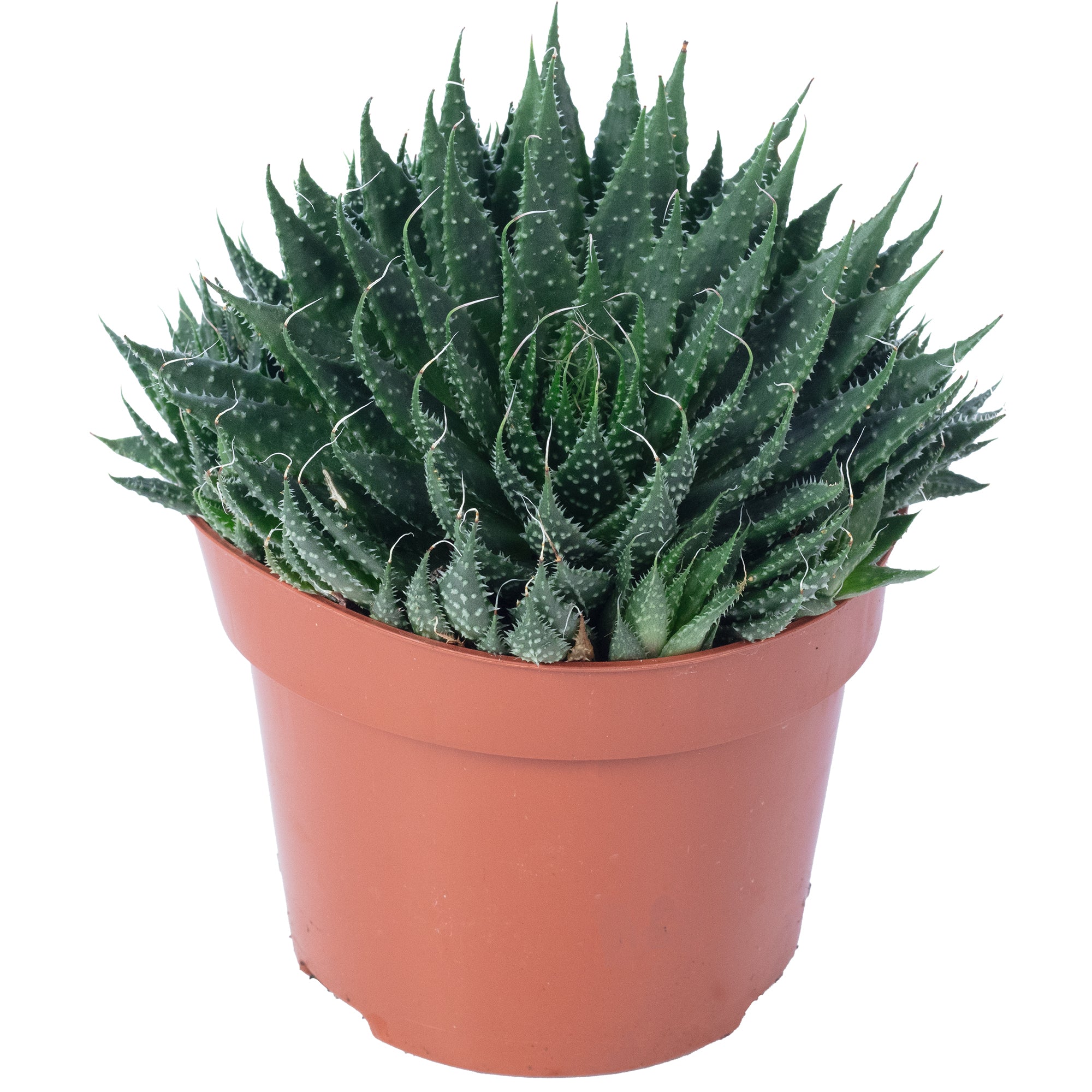 Aloès - Aloe aristata 'magic rocks' - Hauteur env. 20 cm, diamètre du pot 12 cm