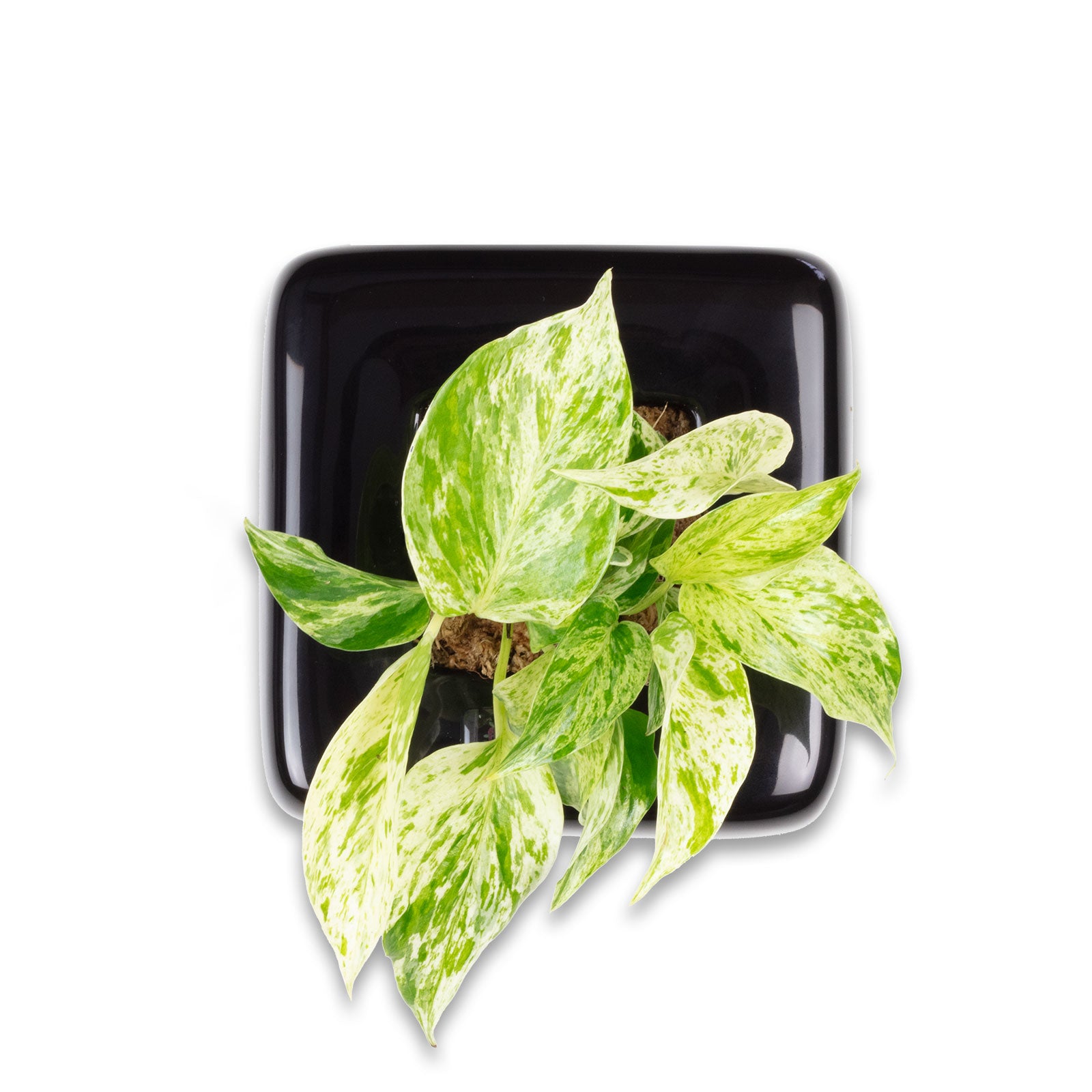 Box 1 - schwarz - 16x16 cm