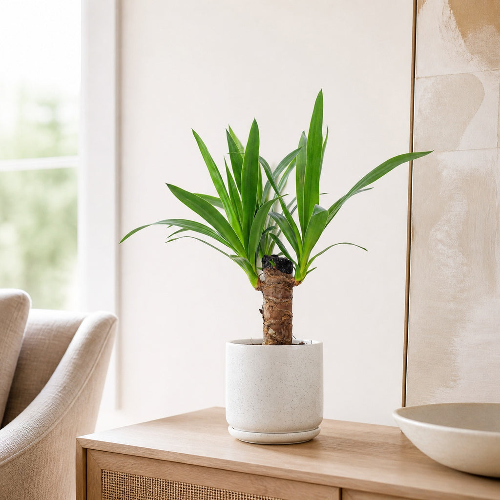 Yucca à tronc unique - Yucca elephantipes palm 20 - Hauteur env. 45 cm, diamètre du pot 12 cm