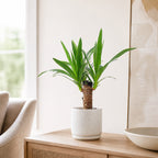 Yucca à tronc unique - Yucca elephantipes palm 20 - Hauteur env. 45 cm, diamètre du pot 12 cm