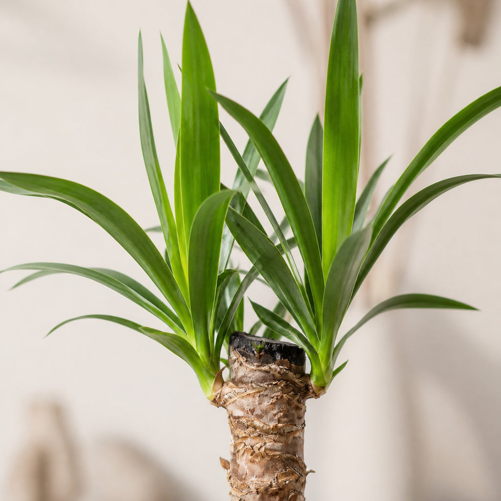 Yucca à tronc unique - Yucca elephantipes palm 20 - Hauteur env. 45 cm, diamètre du pot 12 cm
