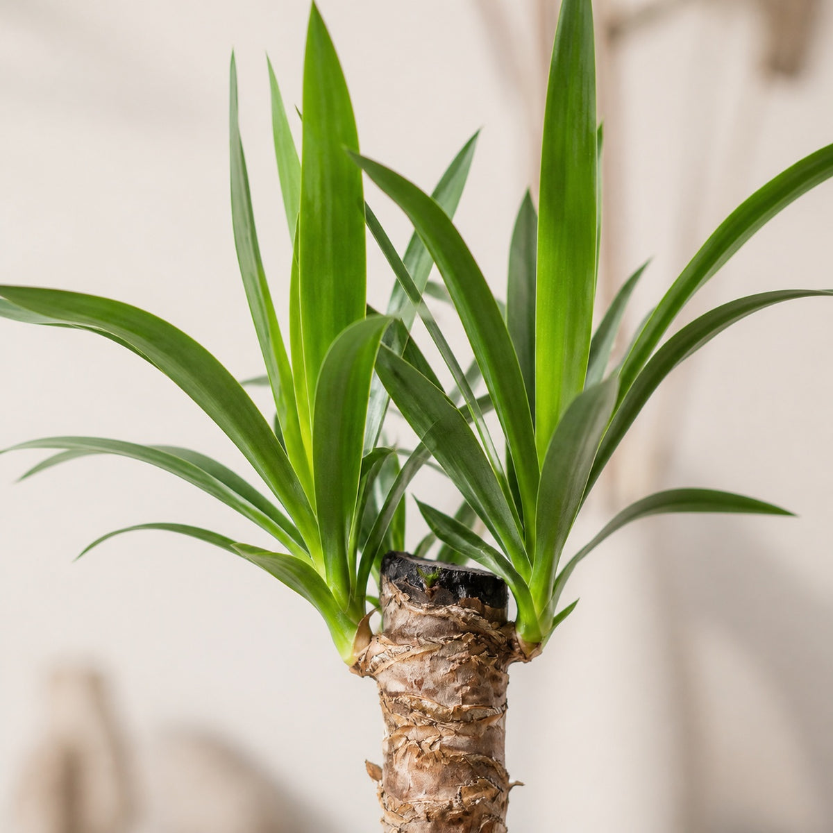 Yucca à tronc unique - Yucca elephantipes palm 20 - Hauteur env. 45 cm, diamètre du pot 12 cm
