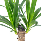 Palmlilie 1-stämmig - Yucca Elephantipes Palme 20 - Höhe ca. 45 cm, Topf-Ø 12 cm