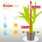 Palmlilie 1-stämmig - Yucca Elephantipes Palme 20 - Höhe ca. 45 cm, Topf-Ø 12 cm