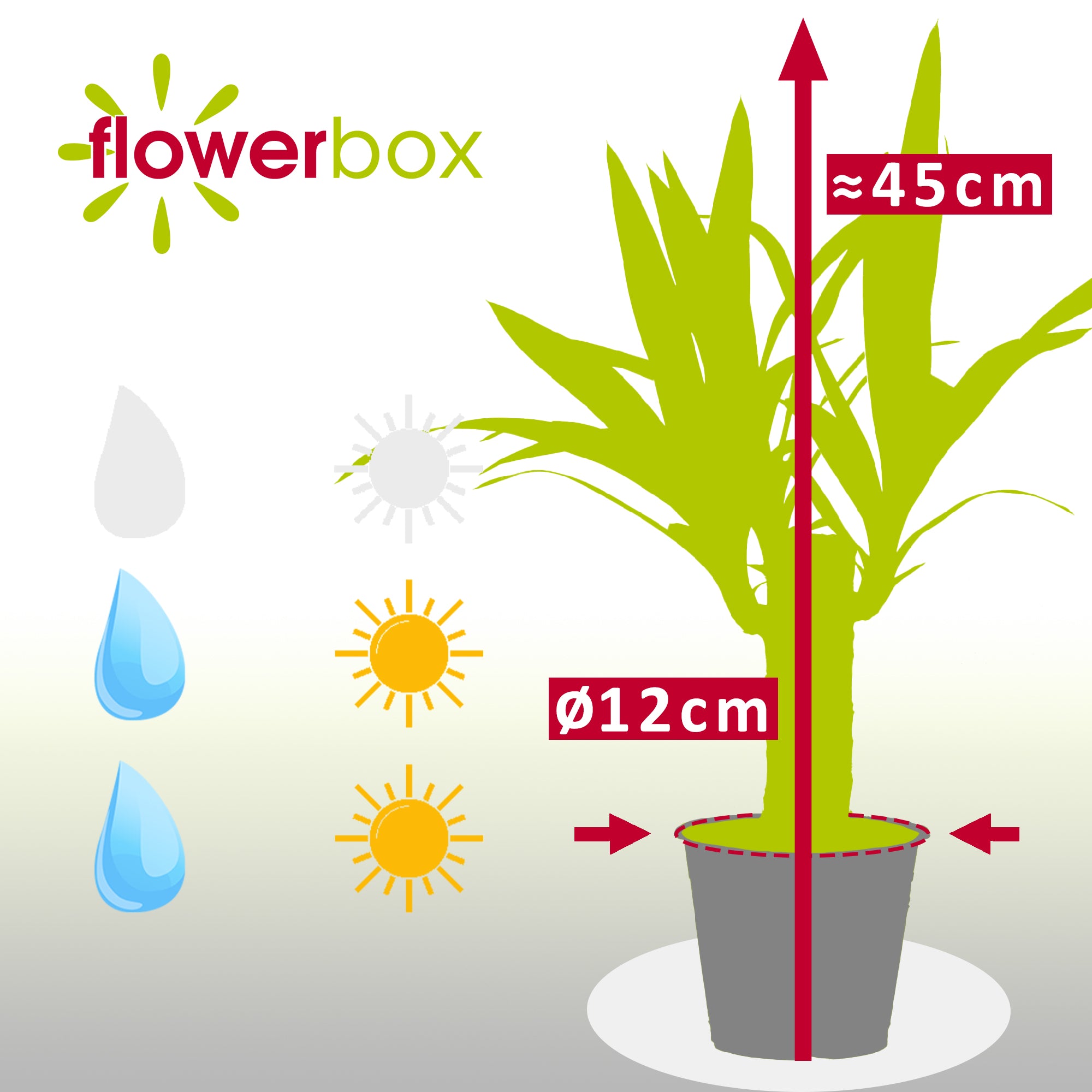 Palmlilie 1-stämmig - Yucca Elephantipes Palme 20 - Höhe ca. 45 cm, Topf-Ø 12 cm