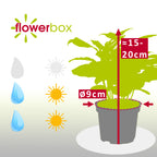 Kaffeepflanze - Coffea Arabica - Höhe ca. 15-20 cm, Topf-Ø 9 cm