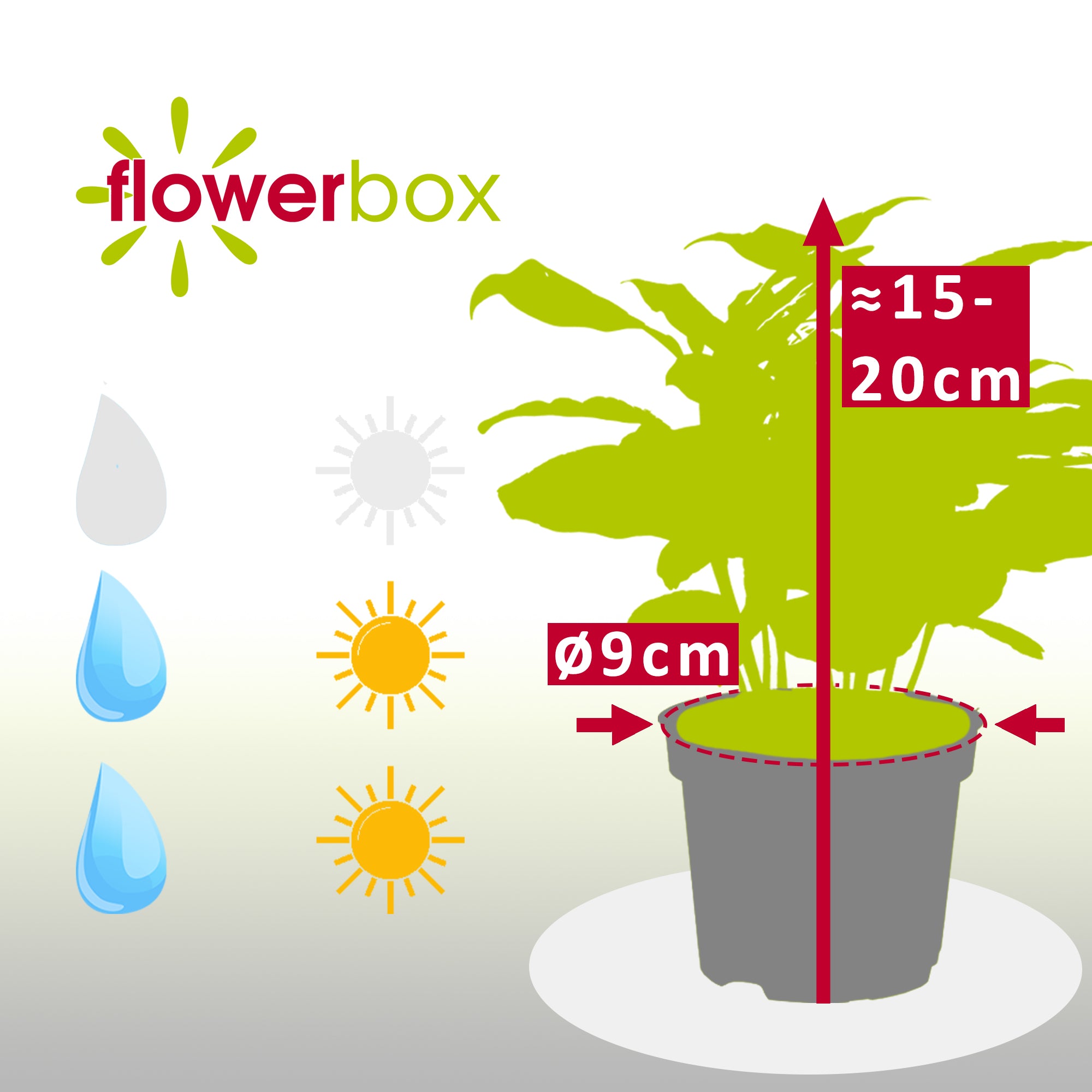 Kaffeepflanze - Coffea Arabica - Höhe ca. 15-20 cm, Topf-Ø 9 cm