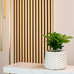 Kaffeepflanze - Coffea Arabica - Höhe ca. 15-20 cm, Topf-Ø 9 cm