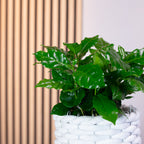 Kaffeepflanze - Coffea Arabica - Höhe ca. 15-20 cm, Topf-Ø 9 cm