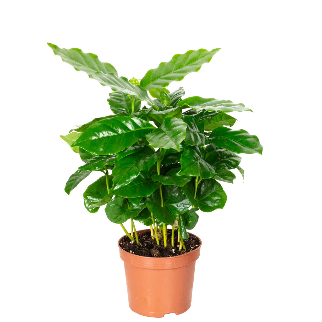 Coffee plant - Coffea Arabica - Height approx. 15-20 cm, pot diameter 9 cm