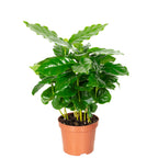 Coffee plant - Coffea Arabica - Height approx. 15-20 cm, pot diameter 9 cm