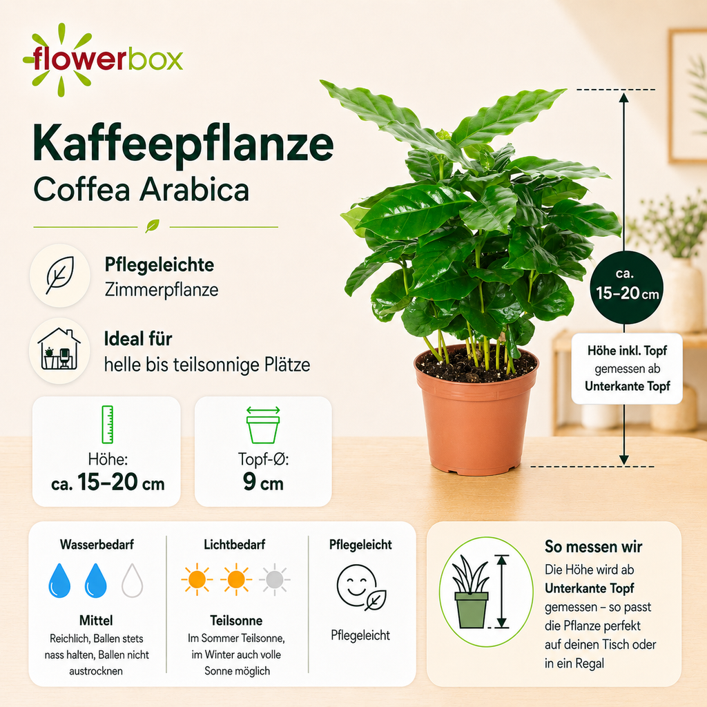 Coffee plant - Coffea Arabica - Height approx. 15-20 cm, pot diameter 9 cm