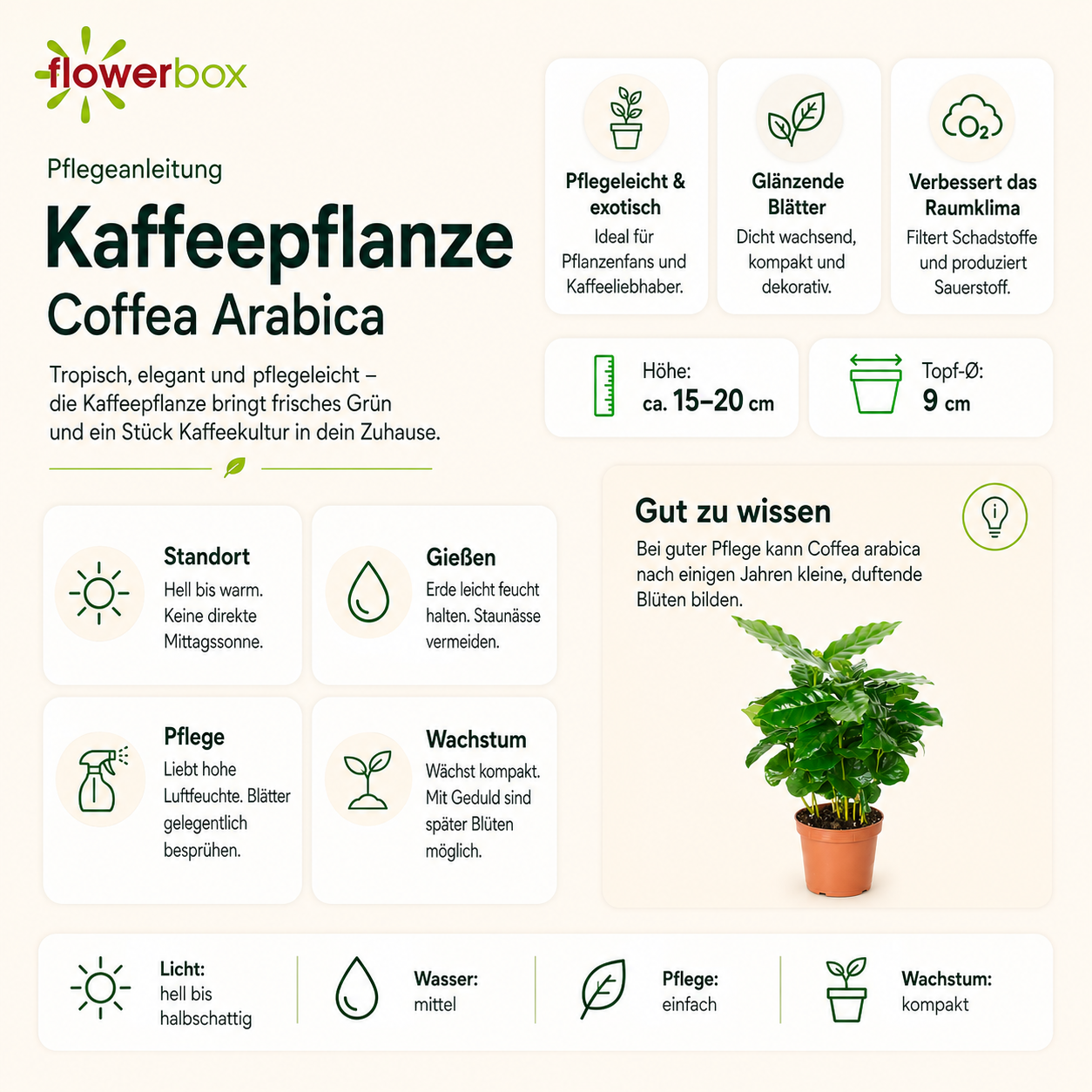 Coffee plant - Coffea Arabica - Height approx. 15-20 cm, pot diameter 9 cm