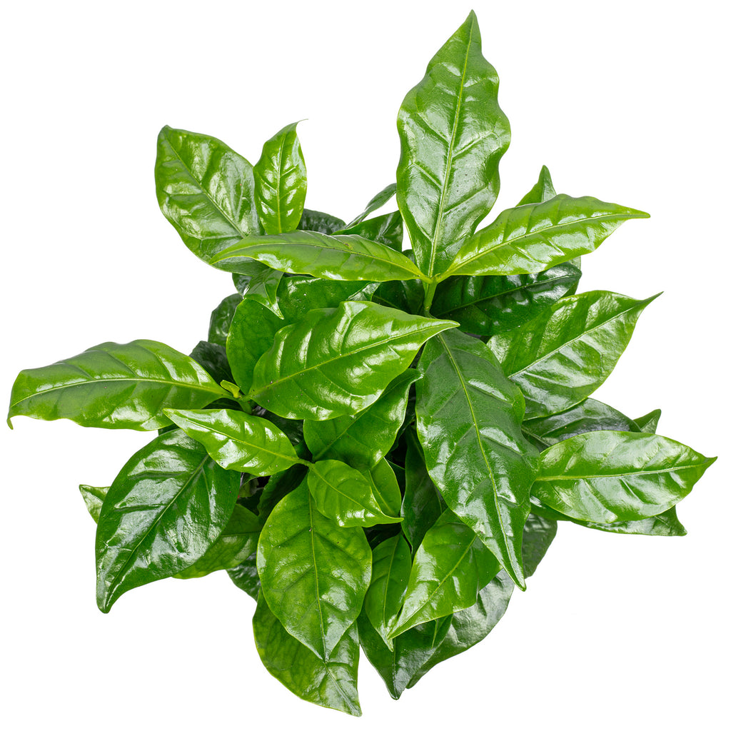 Kaffeepflanze - Coffea Arabica - Höhe ca. 15-20 cm, Topf-Ø 9 cm