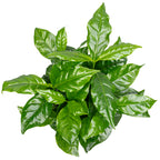 Kaffeepflanze - Coffea Arabica - Höhe ca. 15-20 cm, Topf-Ø 9 cm
