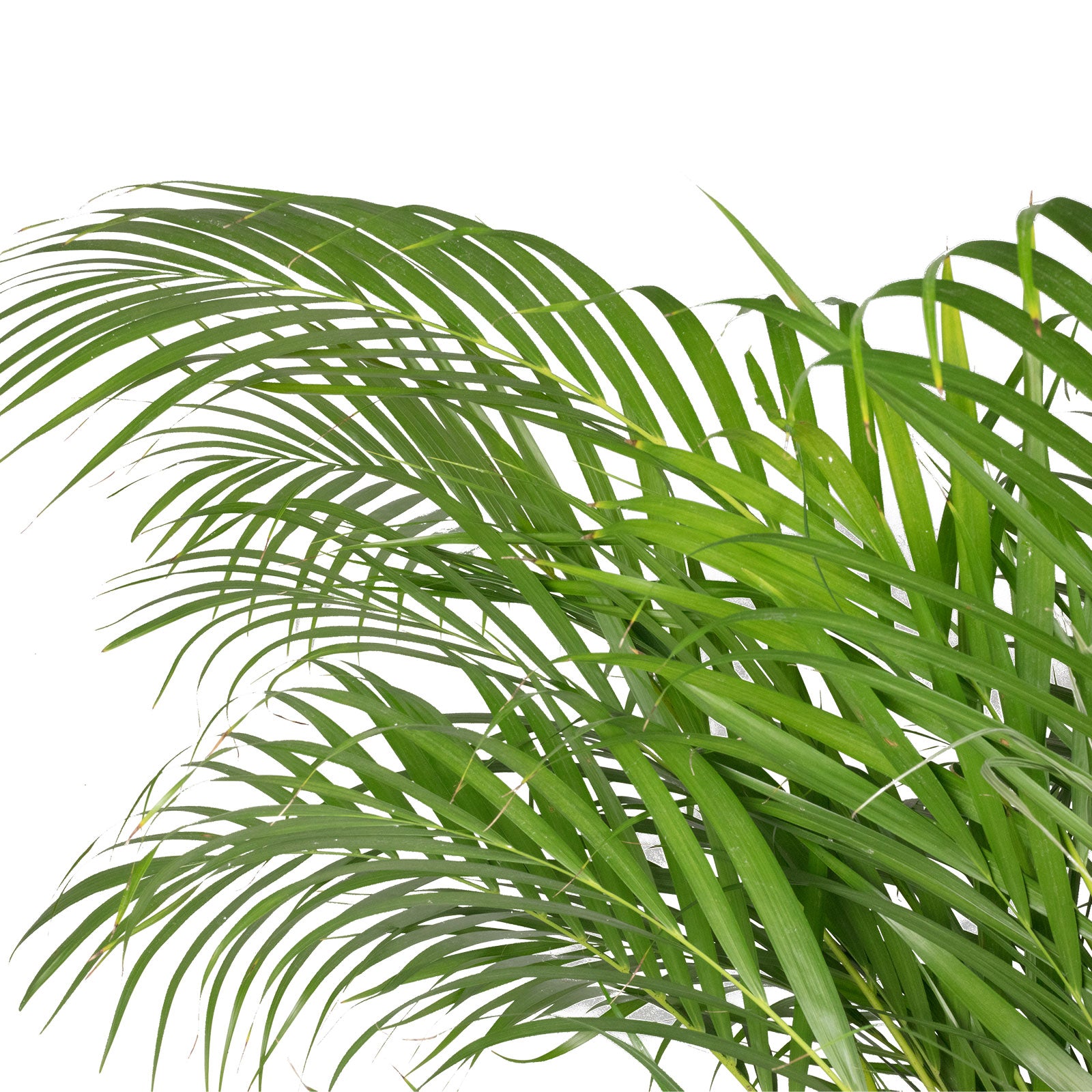 Goldfruchtpalme - Areca Dypsis Lutescens - Höhe ca. 120 cm, Topf-Ø 24 cm