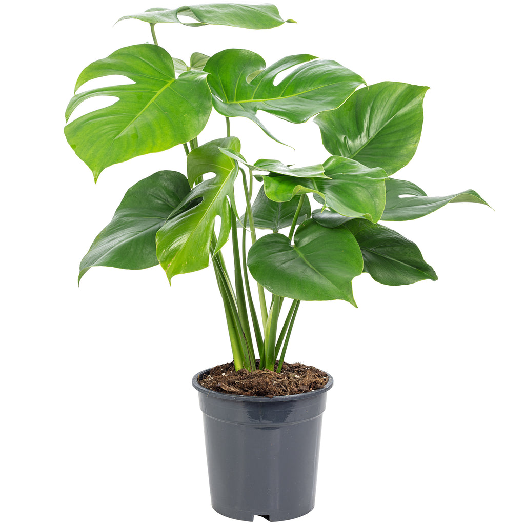 Swiss cheese plant - Monstera Deliciosa - Height approx. 75 cm, pot diameter 19 cm