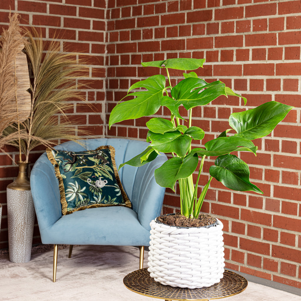 Swiss cheese plant - Monstera Deliciosa - Height approx. 75 cm, pot diameter 19 cm
