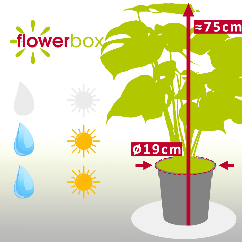 Swiss cheese plant - Monstera Deliciosa - Height approx. 75 cm, pot diameter 19 cm