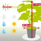 Swiss cheese plant - Monstera Deliciosa - Height approx. 75 cm, pot diameter 19 cm