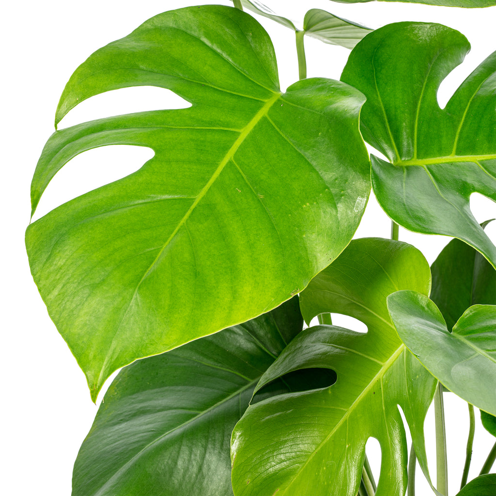 Swiss cheese plant - Monstera Deliciosa - Height approx. 75 cm, pot diameter 19 cm