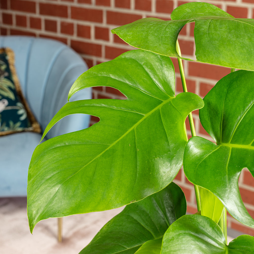 Swiss cheese plant - Monstera Deliciosa - Height approx. 75 cm, pot diameter 19 cm