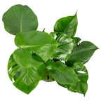 Swiss cheese plant - Monstera Deliciosa - Height approx. 75 cm, pot diameter 19 cm