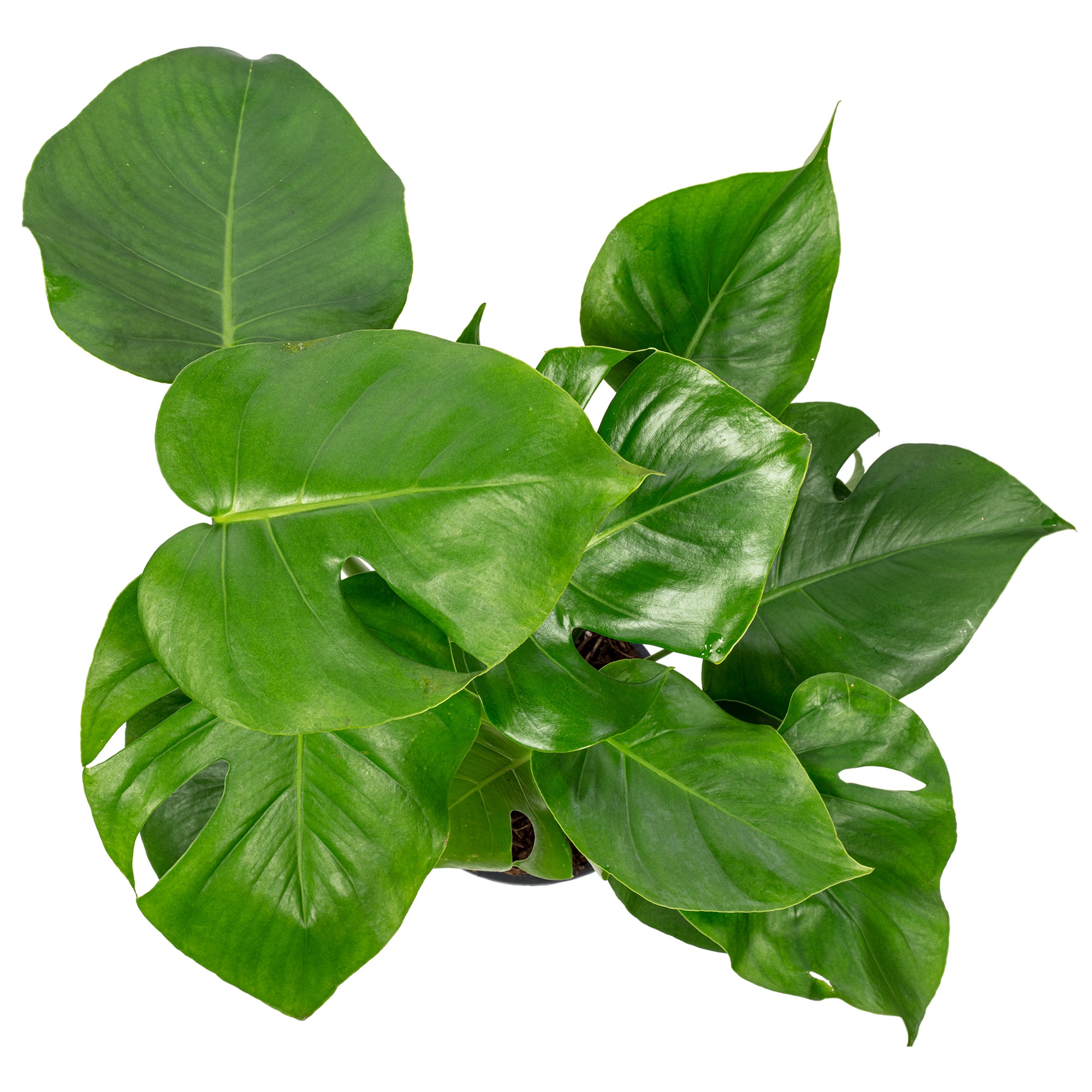Swiss cheese plant - Monstera Deliciosa - Height approx. 75 cm, pot diameter 19 cm