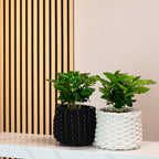 2er-Set Kaffeepflanze - Coffea Arabica - Höhe ca. 20 cm, Topf-Ø 9 cm