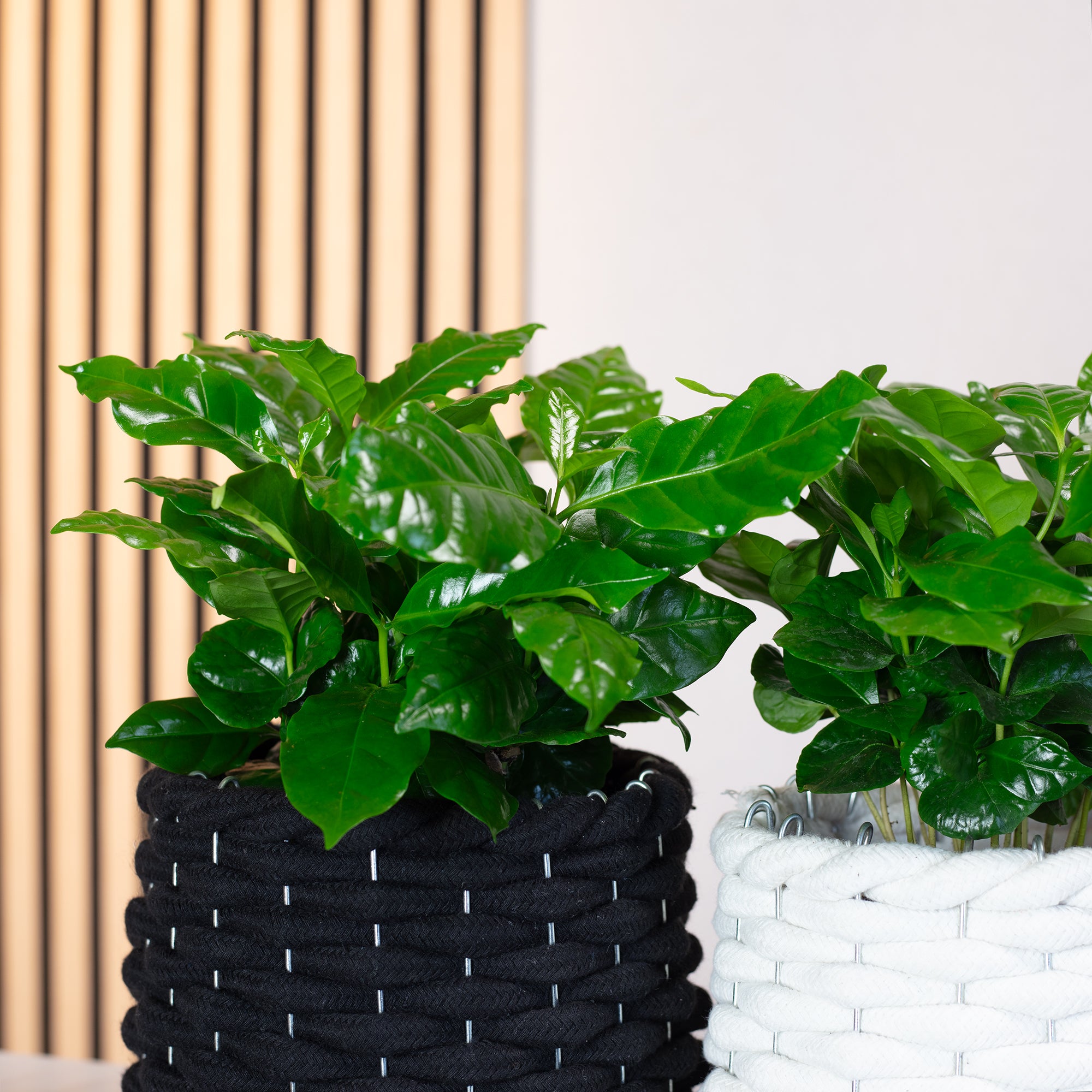 2er-Set Kaffeepflanze - Coffea Arabica - Höhe ca. 20 cm, Topf-Ø 9 cm