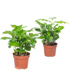 2er-Set Kaffeepflanze - Coffea Arabica - Höhe ca. 20 cm, Topf-Ø 9 cm