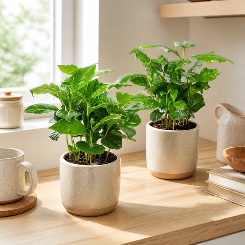Lot de 2 plants de caféier (Coffea arabica), hauteur env. 20 cm, diamètre du pot 9 cm.